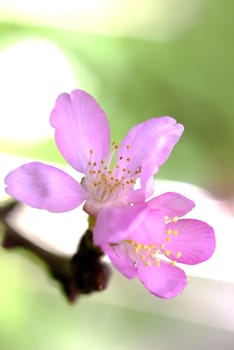 Cherry blossom, sakura flowers for adv or others pupose use..