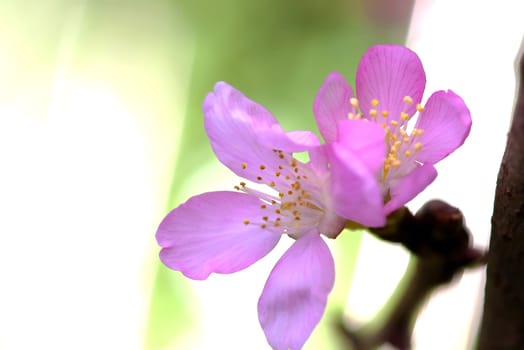 Cherry blossom, sakura flowers for adv or others pupose use..