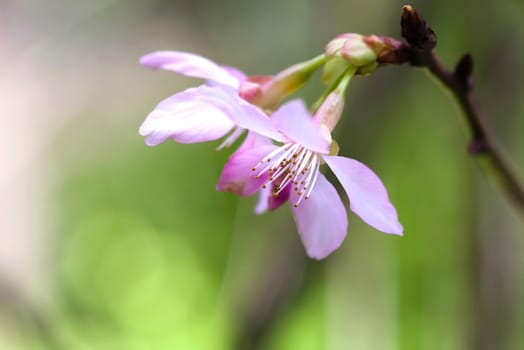 Cherry blossom, sakura flowers for adv or others pupose use..