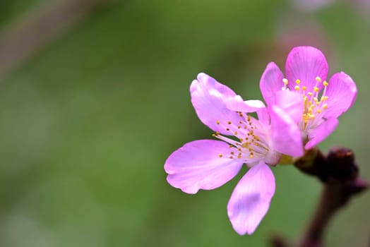 Cherry blossom, sakura flowers for adv or others pupose use..