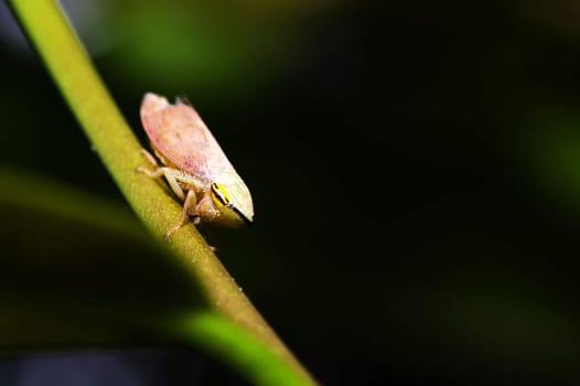 Cicada (Magicicada) perched on a stick with a green background for adv or others pupose use..
