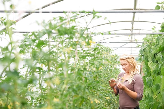 woman,farmer,farming,greenhouse,crop,agriculture