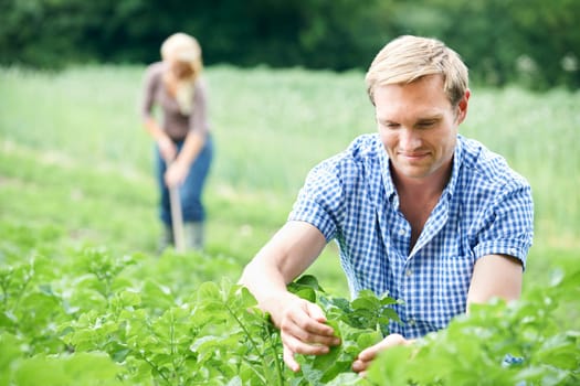 Couple Working In Field On Organic Farm
