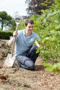 Landscape Gardener Planting Hedge