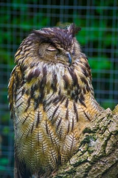 An Eurasian Eagle Owl sleep in the afternoon sunshine.