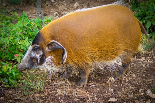 A big statured red river hog ferret between the leafs.