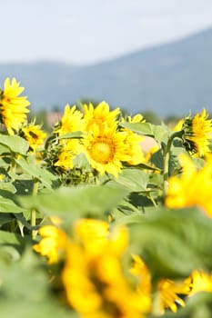 Vintage photo of blooming sunflower field