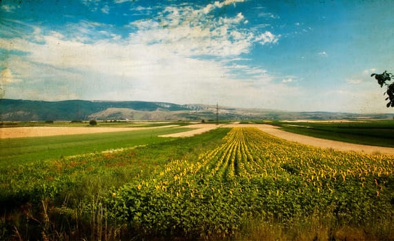 Blooming sunflower field in july