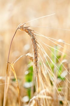 Ripe wheat field in the summer