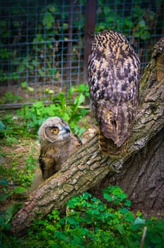 A young, and an elder owl in the zoo.