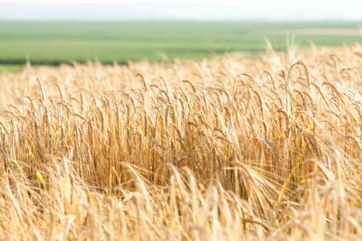 Ripe wheat field in the summer