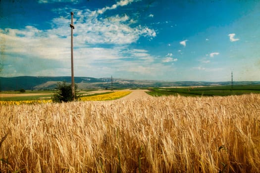 Ripe wheat field in the summer