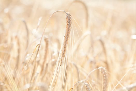 Ripe wheat field in the summer