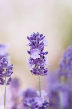 Lavender in the summer field