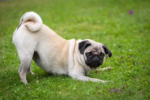 A pug in a meadow in a play mood.