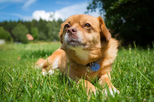 A golden-brown mixed-breed lies in a meadow and looks slightly past the photographer.