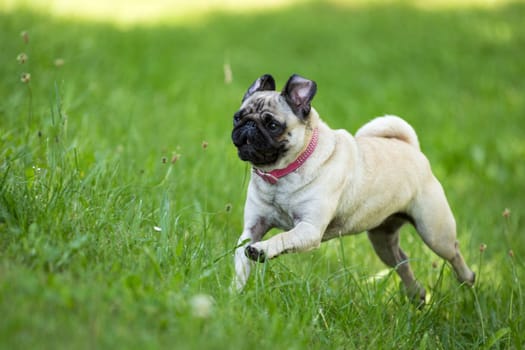 A brown pug runs through a green meadow.