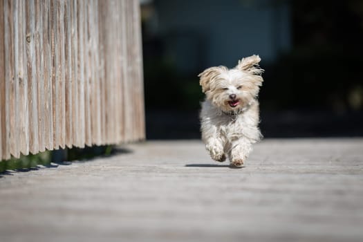 Little Paris is now 12 years old. Recorded on the bridge over the Breg.