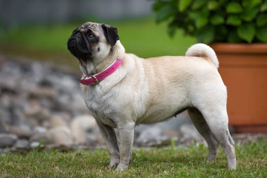 A pug stands in typical pug posture in a meadow.