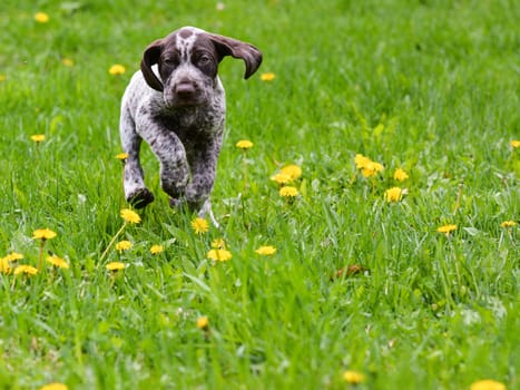 puppy running in the dandelions - german shorthaired pointer puppy