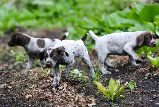 german shorthaired pointer litter running in the forest - 8 weeks old
