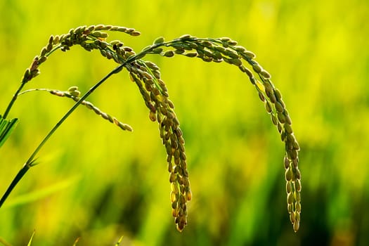 Paddy rice for adv or others purpose use