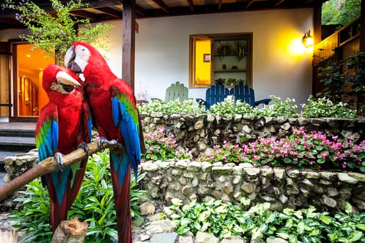 The potrait of Blue & Gold Macaw for adv or others purpose use..
