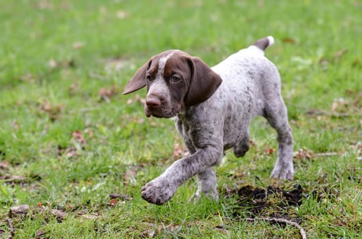 german shorthaired pointer puppy outside in the grass