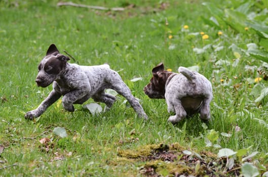 german shorthaired pointer puppies chasing each other in the grass