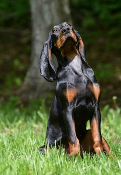 black and tan coonhound puppy sitting in the grass