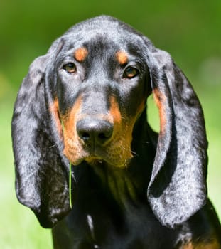 black and tan coonhound portrait outside in grass