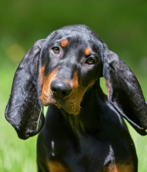 black and tan coonhound portrait outside in grass