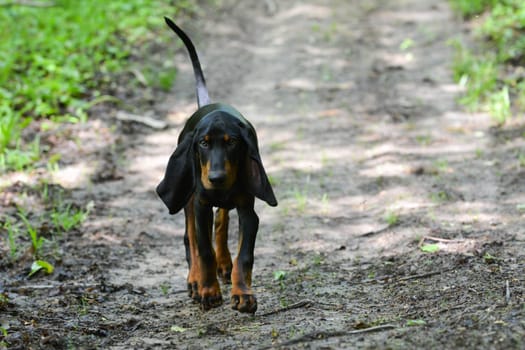 black and tan coonhound walking on a trail in the woods