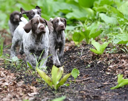 german shorthaired pointer litter running in the forest - 8 weeks old
