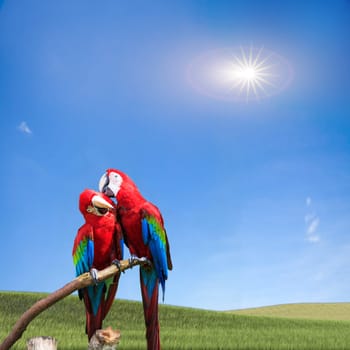 The potrait of Blue & Gold Macaw for adv or others purpose use..
