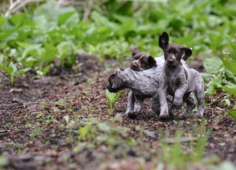 litter of german shorthaired pointer puppies playing outside in the woods