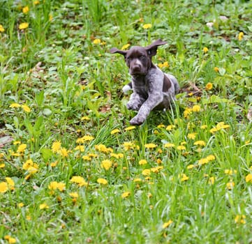 puppy running in the dandelions - german shorthaired pointer puppy