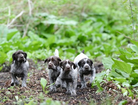 german shorthaired pointer litter running in the forest - 8 weeks old
