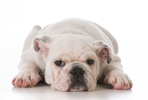 tired english bulldog puppy laying down stretched out on white background