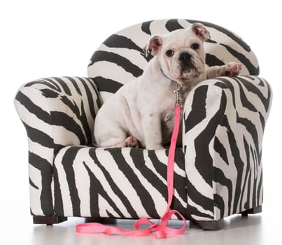 english bulldog puppy sitting in a chair on white background