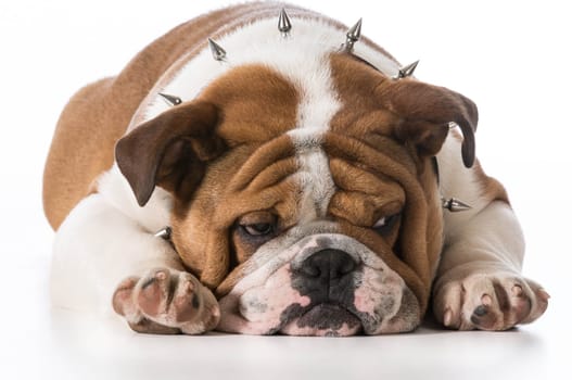 english bulldog puppy wearing spike collar on white background