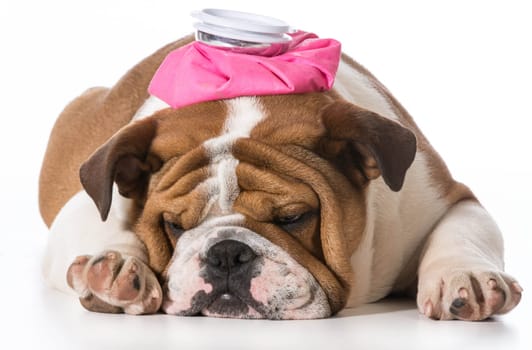 english bulldog puppy with pink water bottle on head on white background