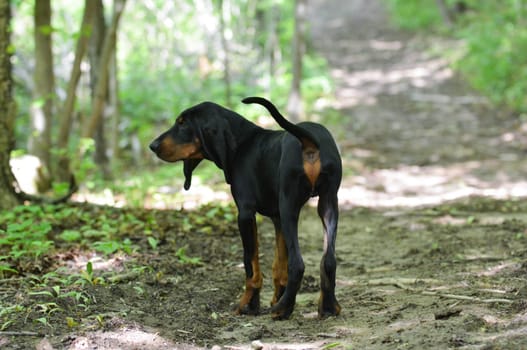 black and tan coonhound walking on a trail in the woods