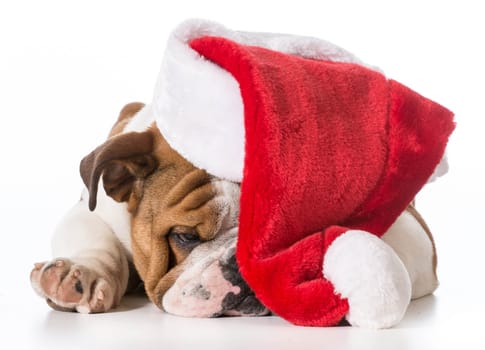 santa dog
