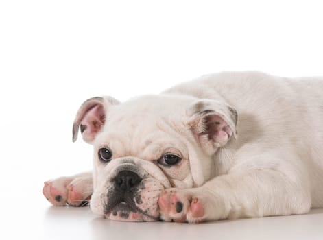 tired english bulldog puppy laying down stretched out on white background