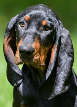 black and tan coonhound portrait outside in grass