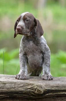 german shorthaired pointer puppy standing on a log