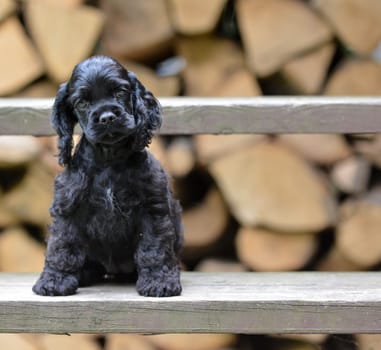 american cocker spaniel puppy sitting on riser of stairs with wood pile in the background
