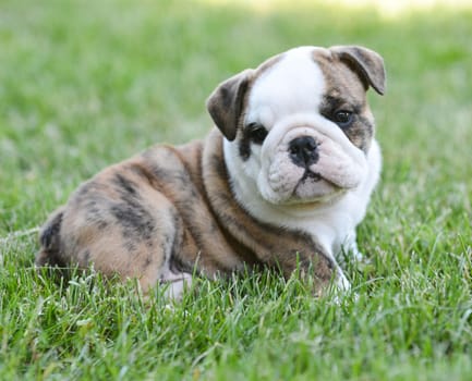 cute english bulldog puppy in the grass