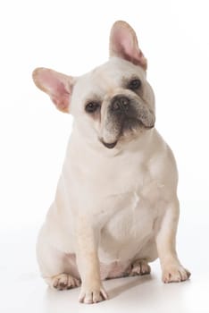 french bulldog puppy sitting looking at viewer on white background
